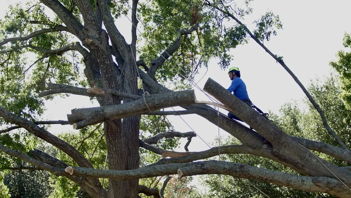 Professional Crown Thinning performed by certified arborists in Elm City