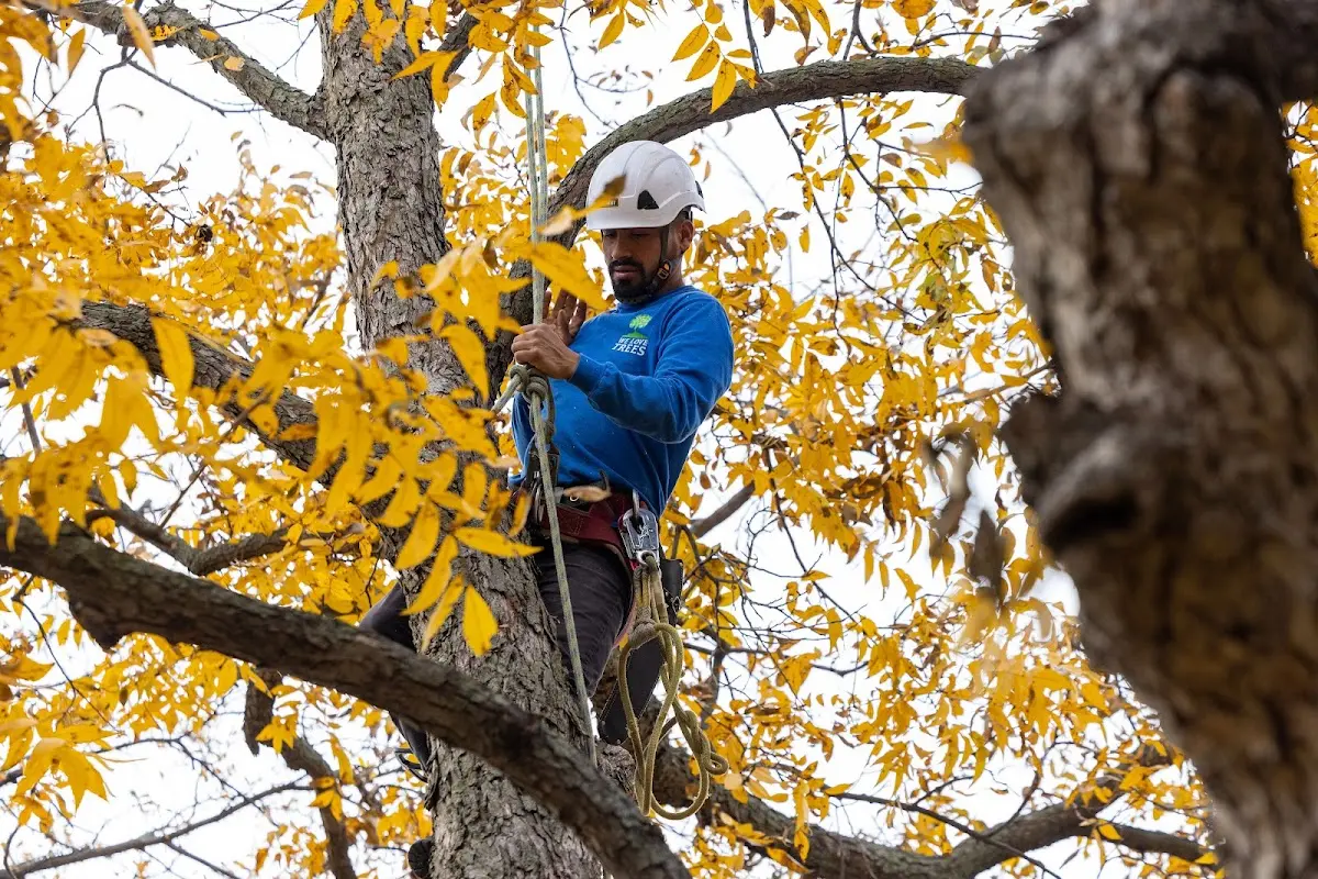 Skilled Storm Damage Cleanup crew working in Elm City